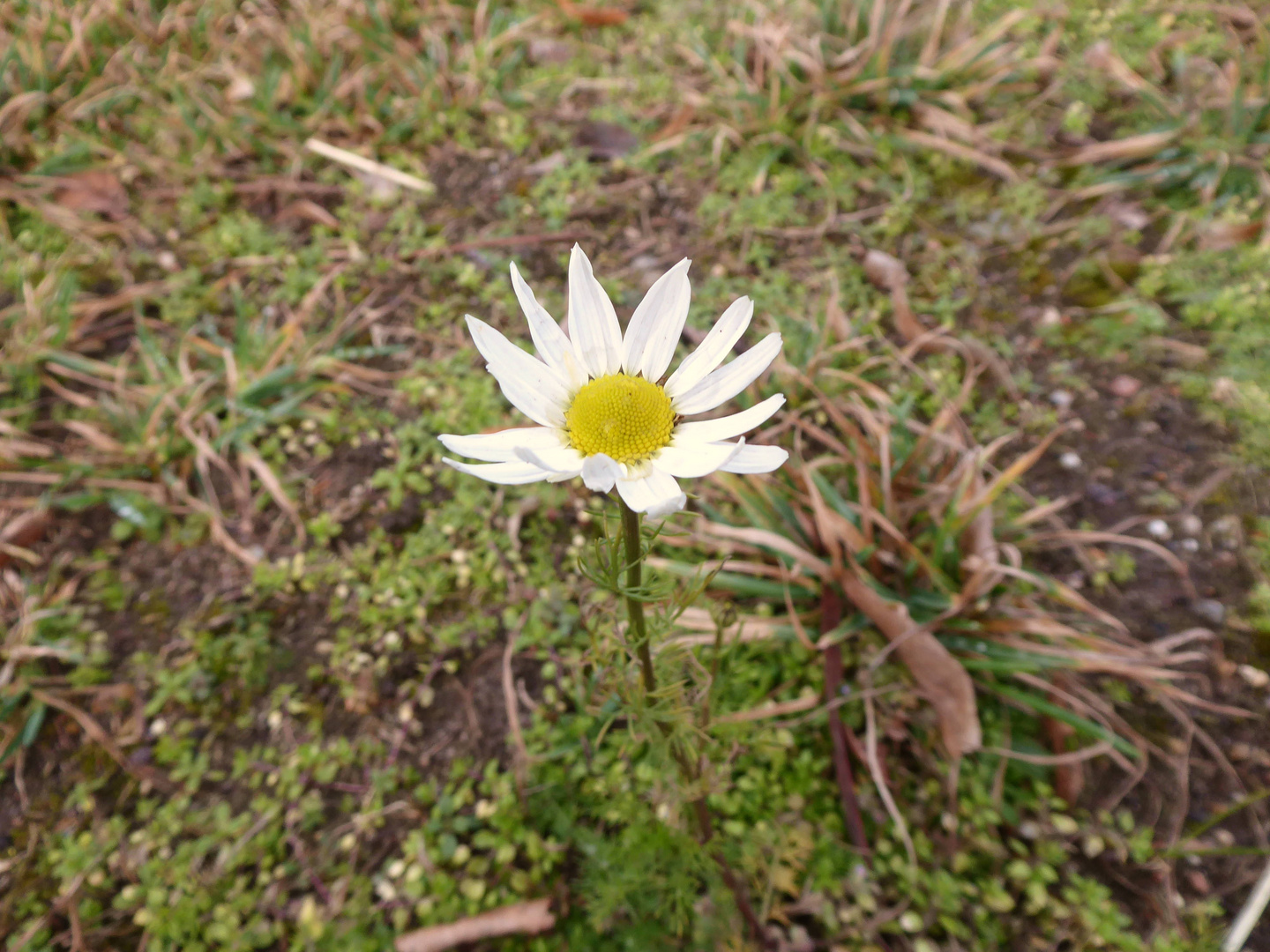 Kamille im Februar