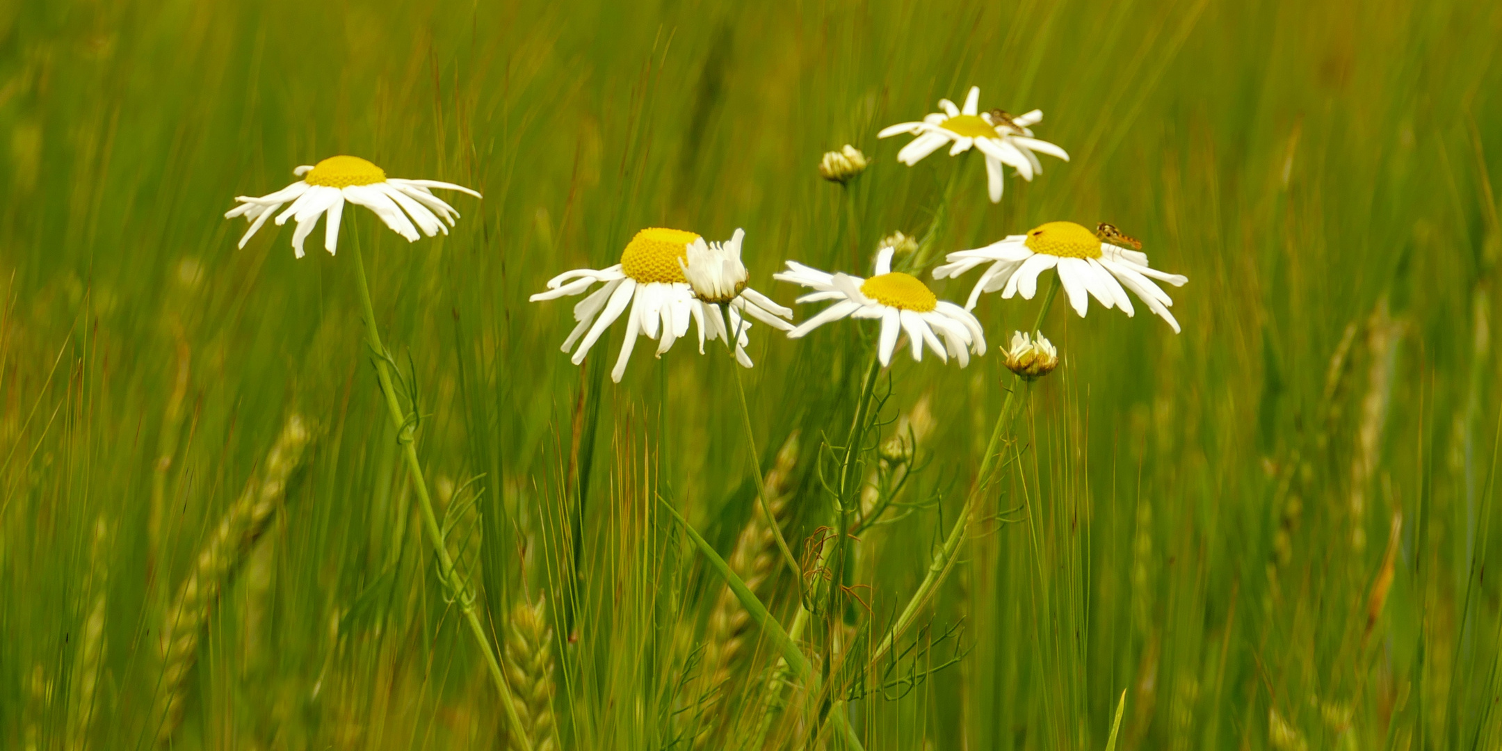 ***Kamille im Gerstenfeld***