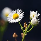 Kamille im Herbstlicht