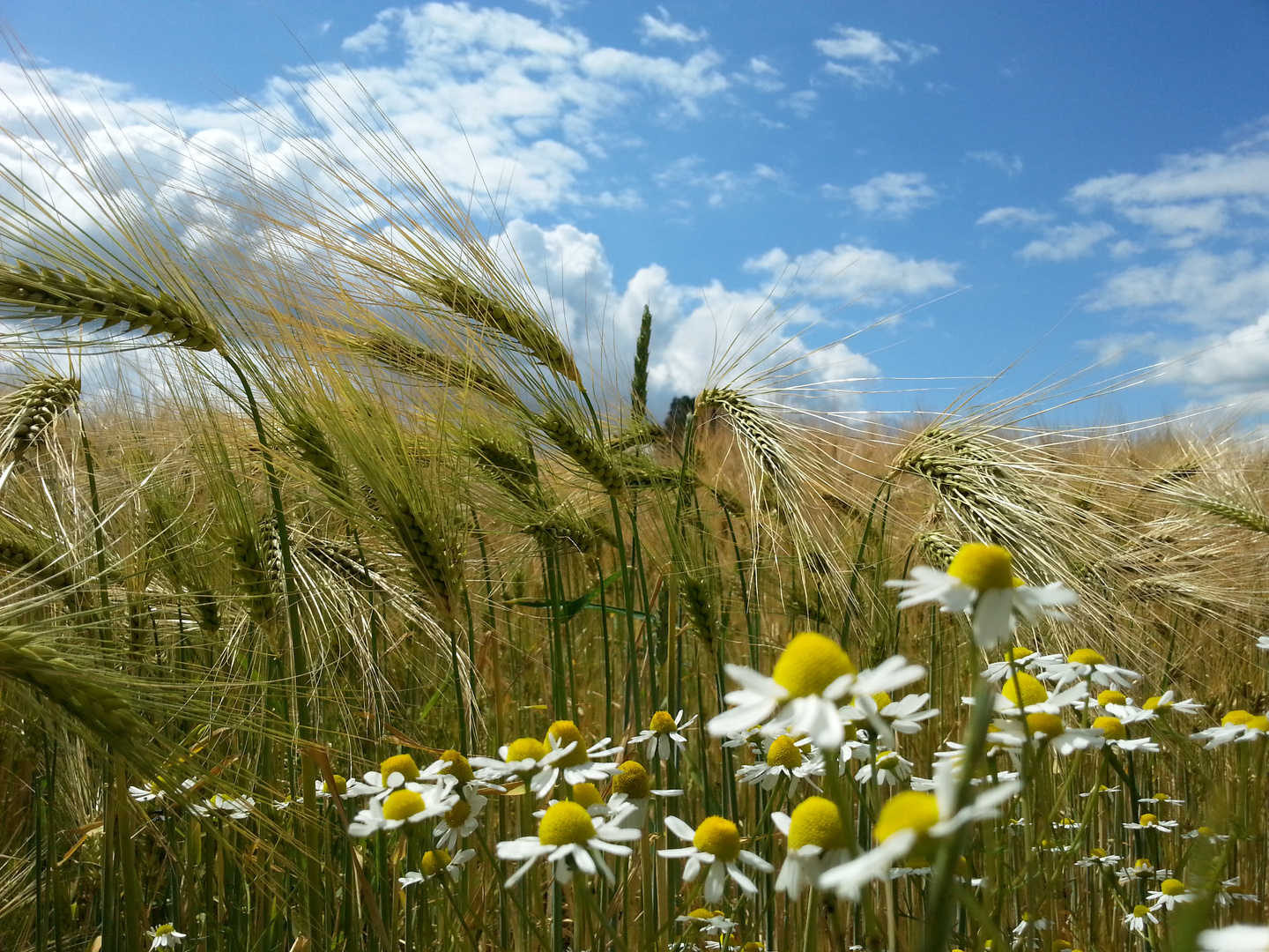 Kamille im Kornfeld