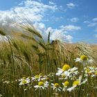 Kamille im Kornfeld