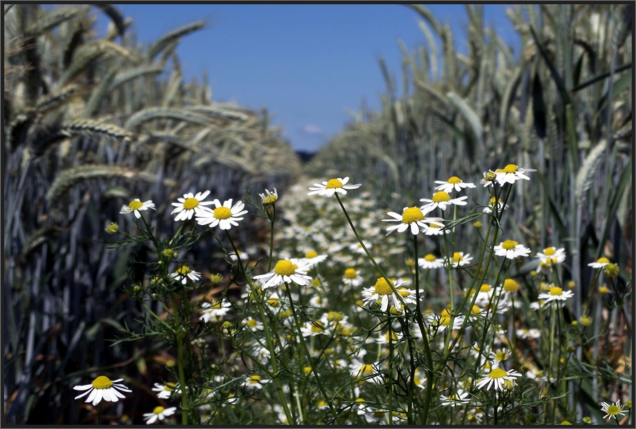 Kamille im Kornfeld