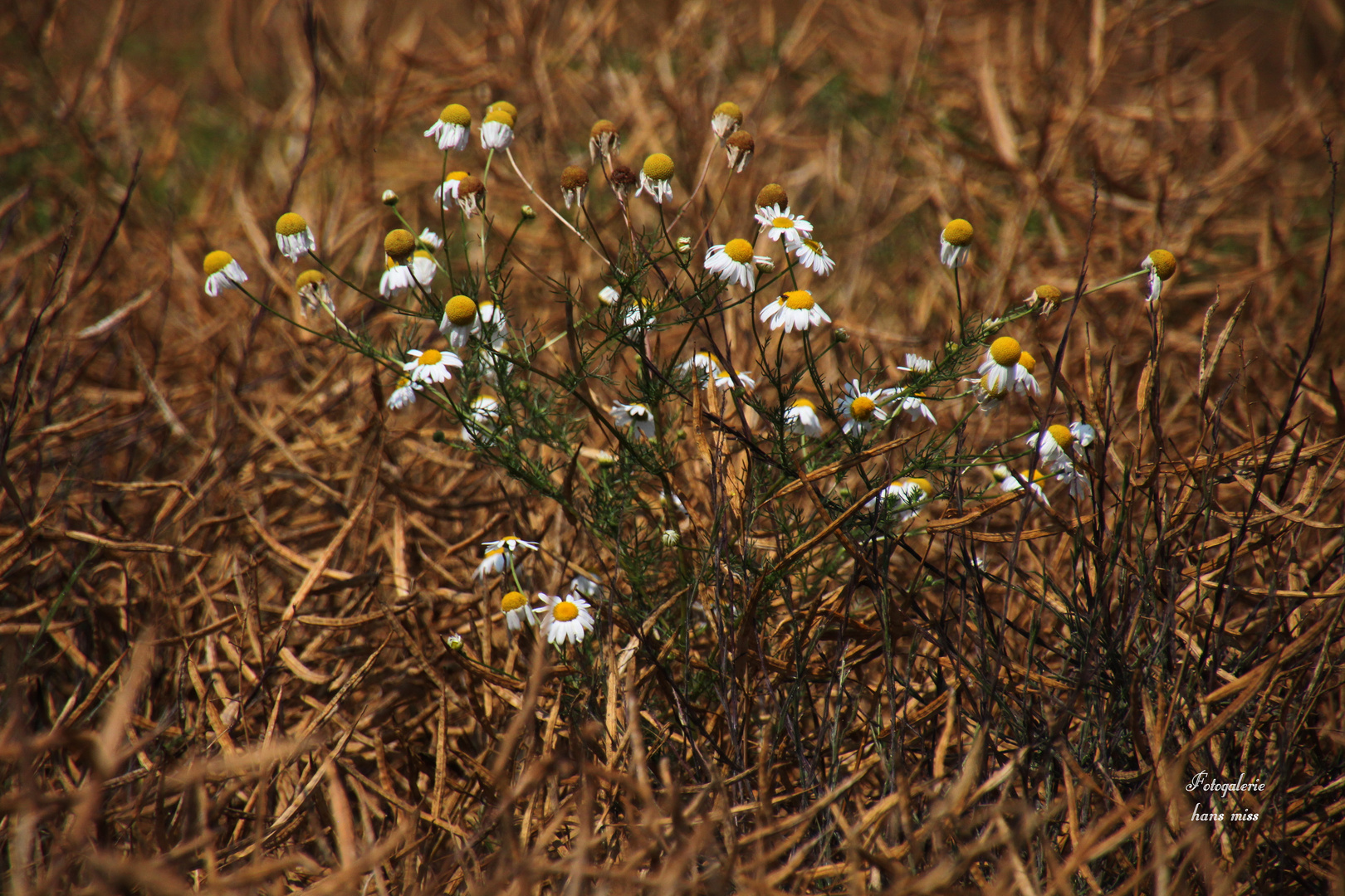 Kamille im Rapsfeld