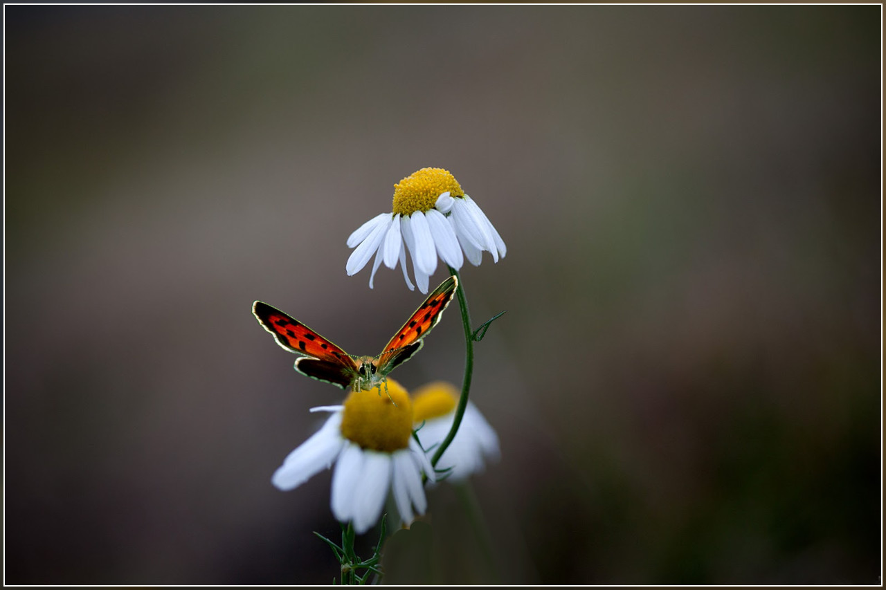 Kamille mit Besuch ...