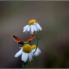 Kamille mit Besuch ...