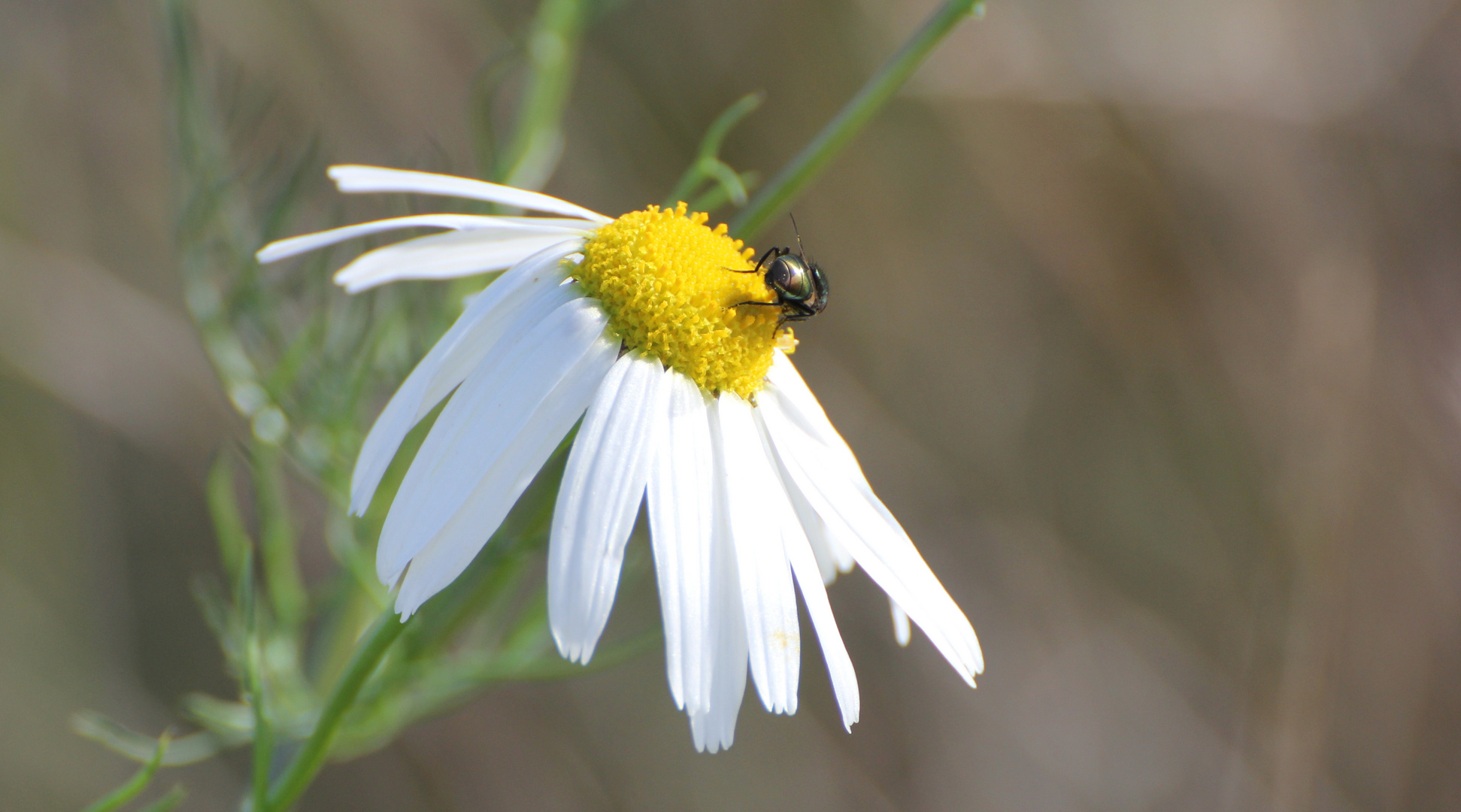 Kamille mit Besuch