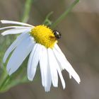 Kamille mit Besuch