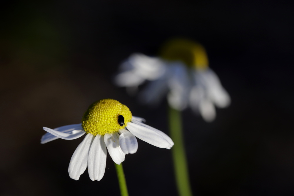 Kamille mit Käfer