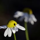 Kamille mit Käfer