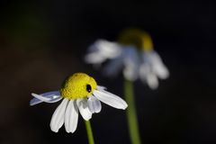 Kamille mit Käfer