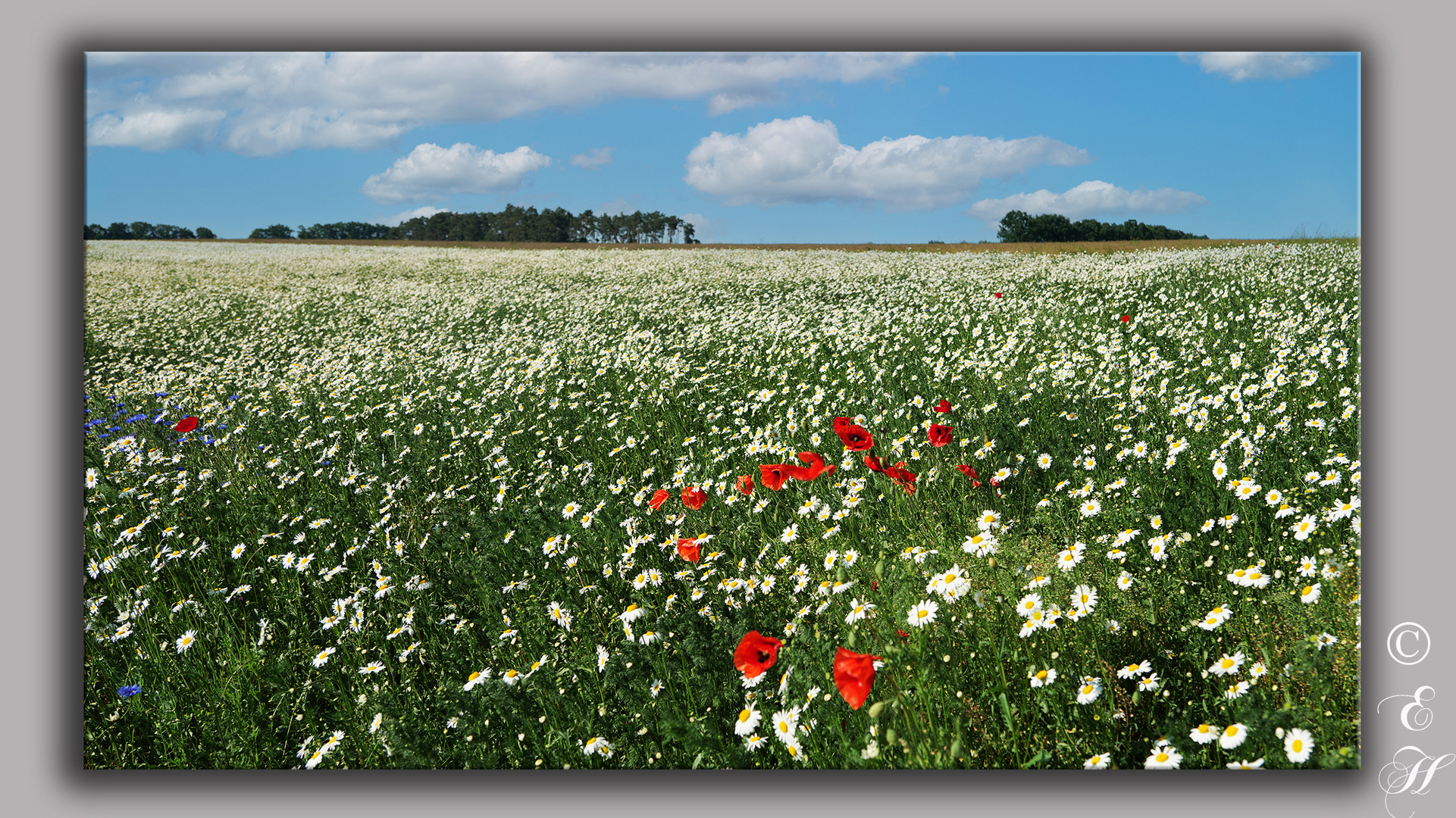 Kamille mit Klatschmohn