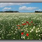 Kamille mit Klatschmohn