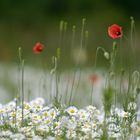 Kamille mit Mohn