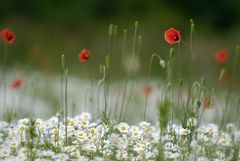 Kamille mit Mohn