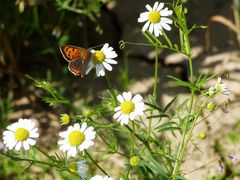 Kamille mit Schmetterling