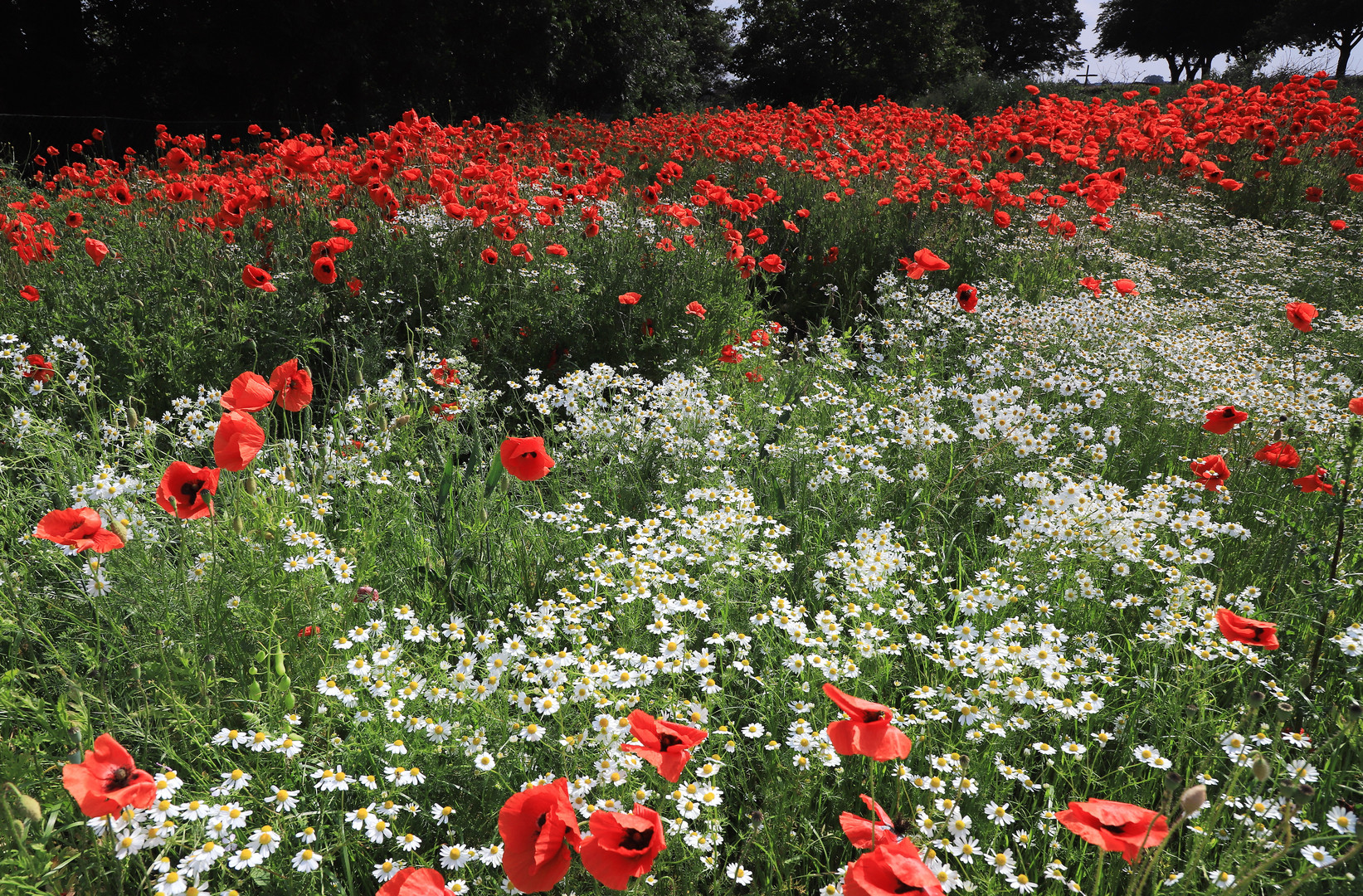 kamille-mohn-feld