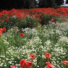 kamille-mohn-feld