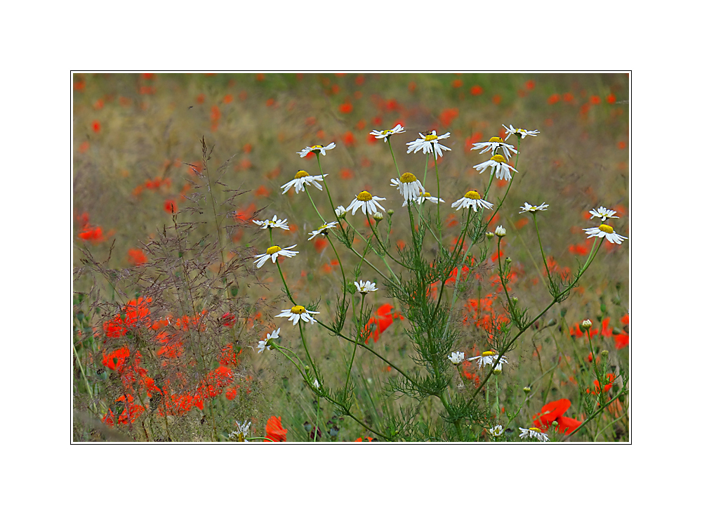 Kamille, Mohn und Gräser