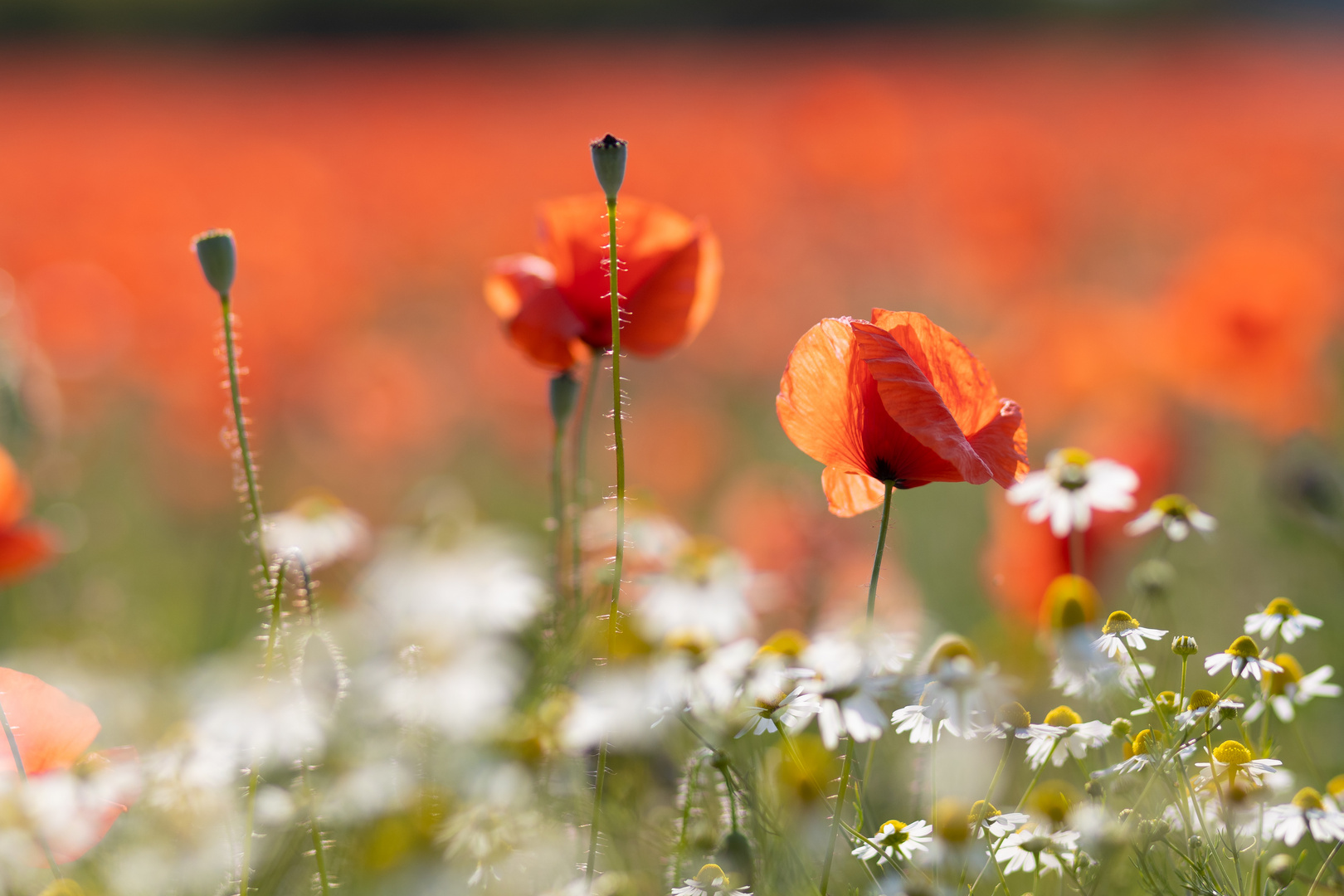 Kamille trifft Mohn