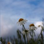 Kamille und blauer Himmel