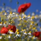 Kamille und Klatschmohn