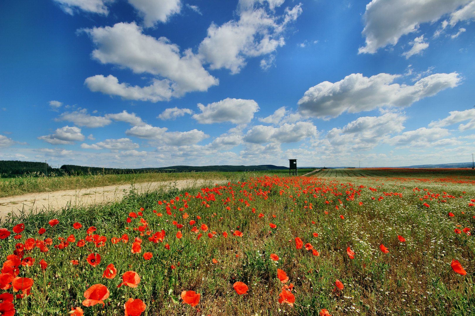 Kamille und Mohn