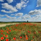 Kamille und Mohn