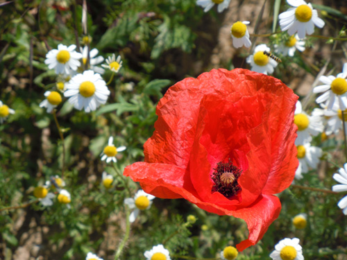 Kamille und Mohn im Mai 2011