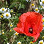 Kamille und Mohn im Mai 2011