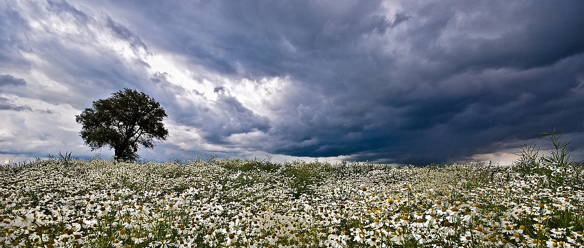 Kamille & Wolken 2