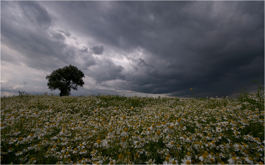 Kamille & Wolken