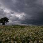 Kamille & Wolken