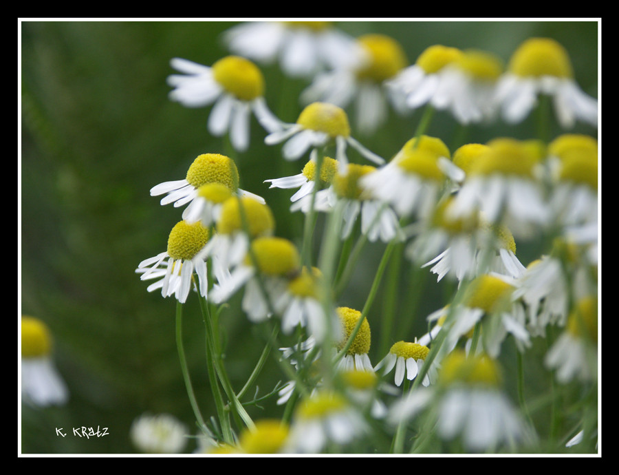 Kamilleblüten