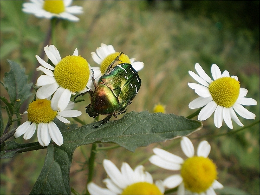 Kamilleblüten