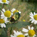 Kamilleblüten