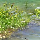 Kamillen blühen auch unter Wasser