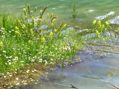 Kamillen blühen auch unter Wasser