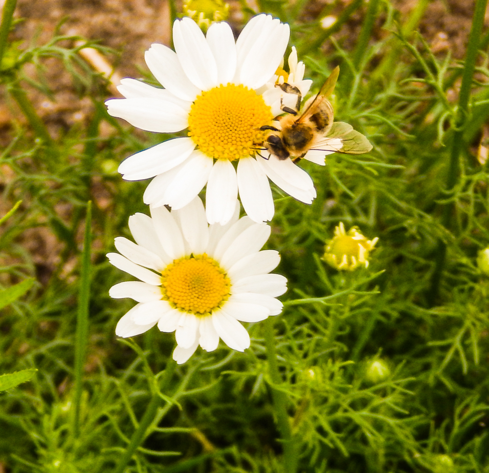 Kamillen blume mit Bine