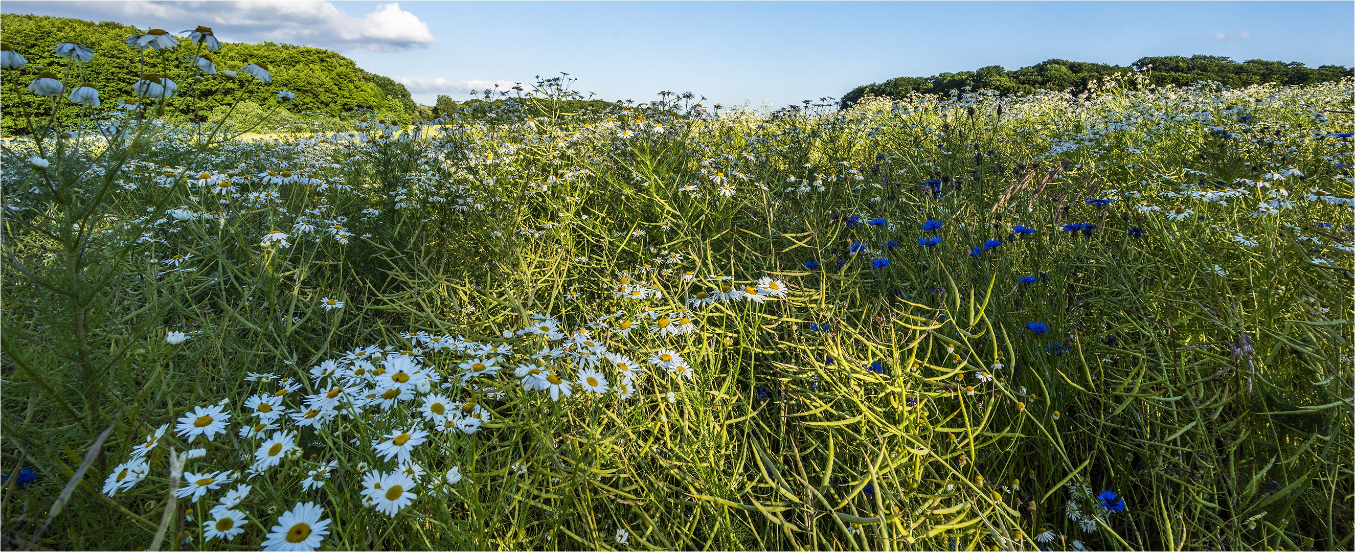 … Kamillen-Kornblumen-Raps-Trias …