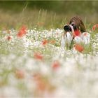 Kamillenbad mit Mohn [2]