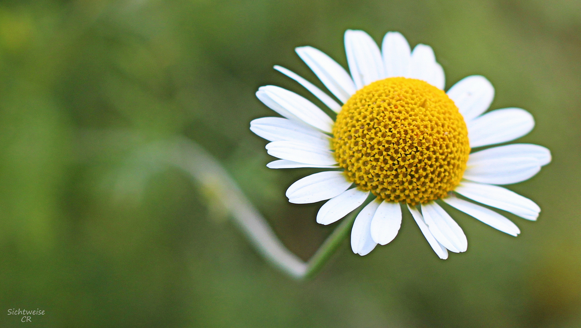 Kamillenblüte