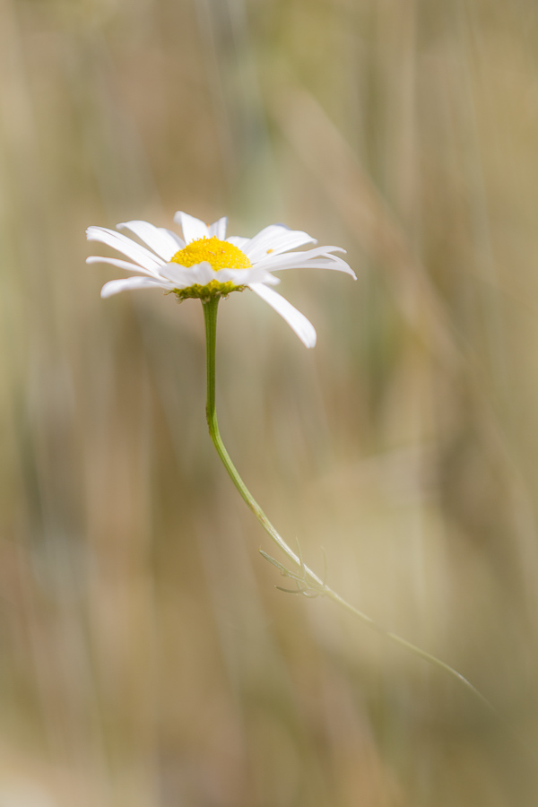 Kamillenblüte