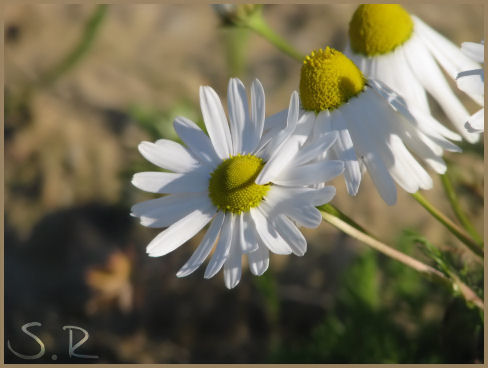 Kamillenblüte.