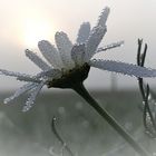 Kamillenblüte im Morgentau - Photos by FC - Jeannette Dewald