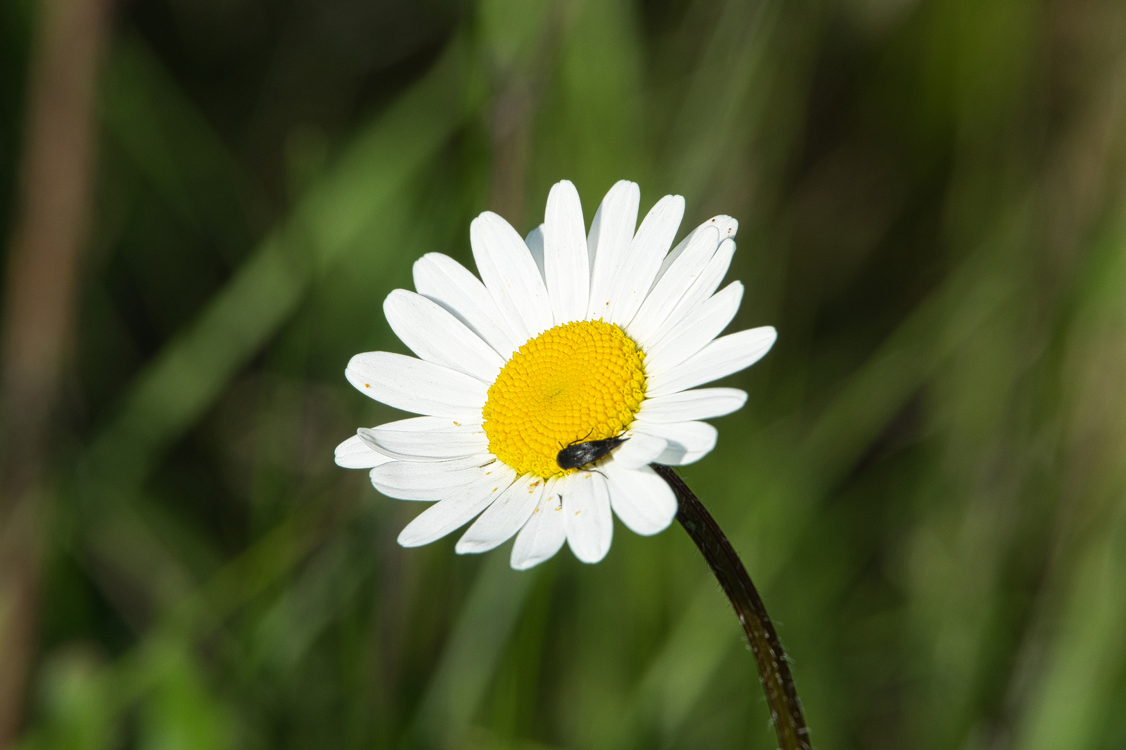 Kamillenblüte & Insekt