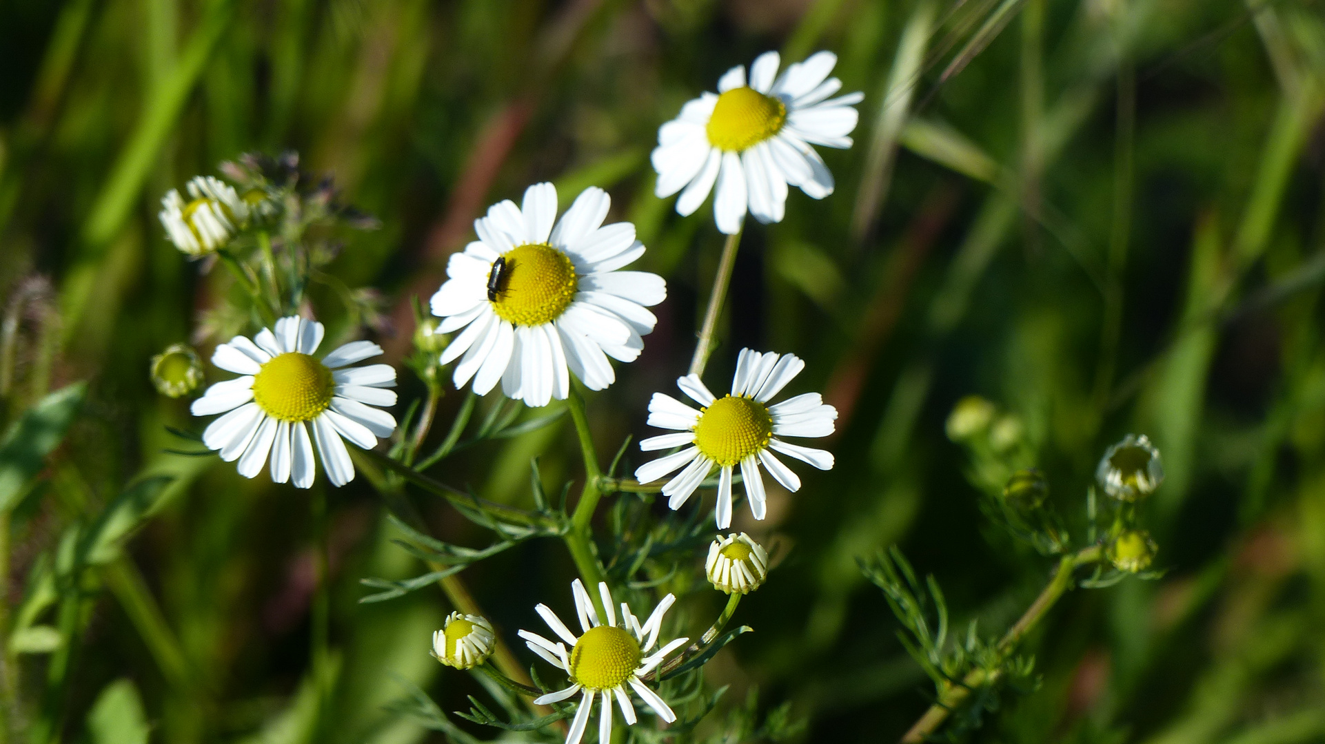 Kamillenblüte mit Käferbesuch