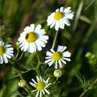 Kamillenblüte mit Käferbesuch