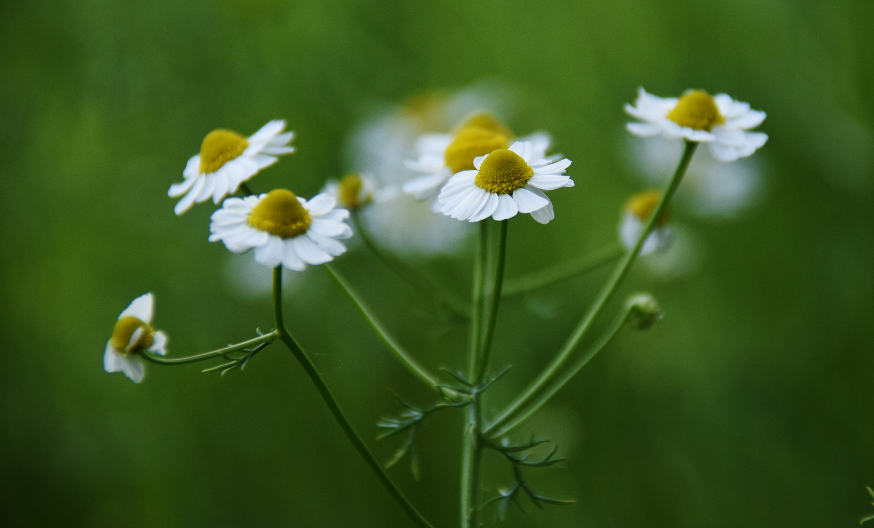 Kamillenblüten