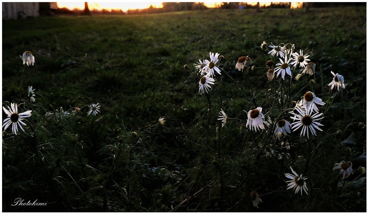 Kamillenblüten