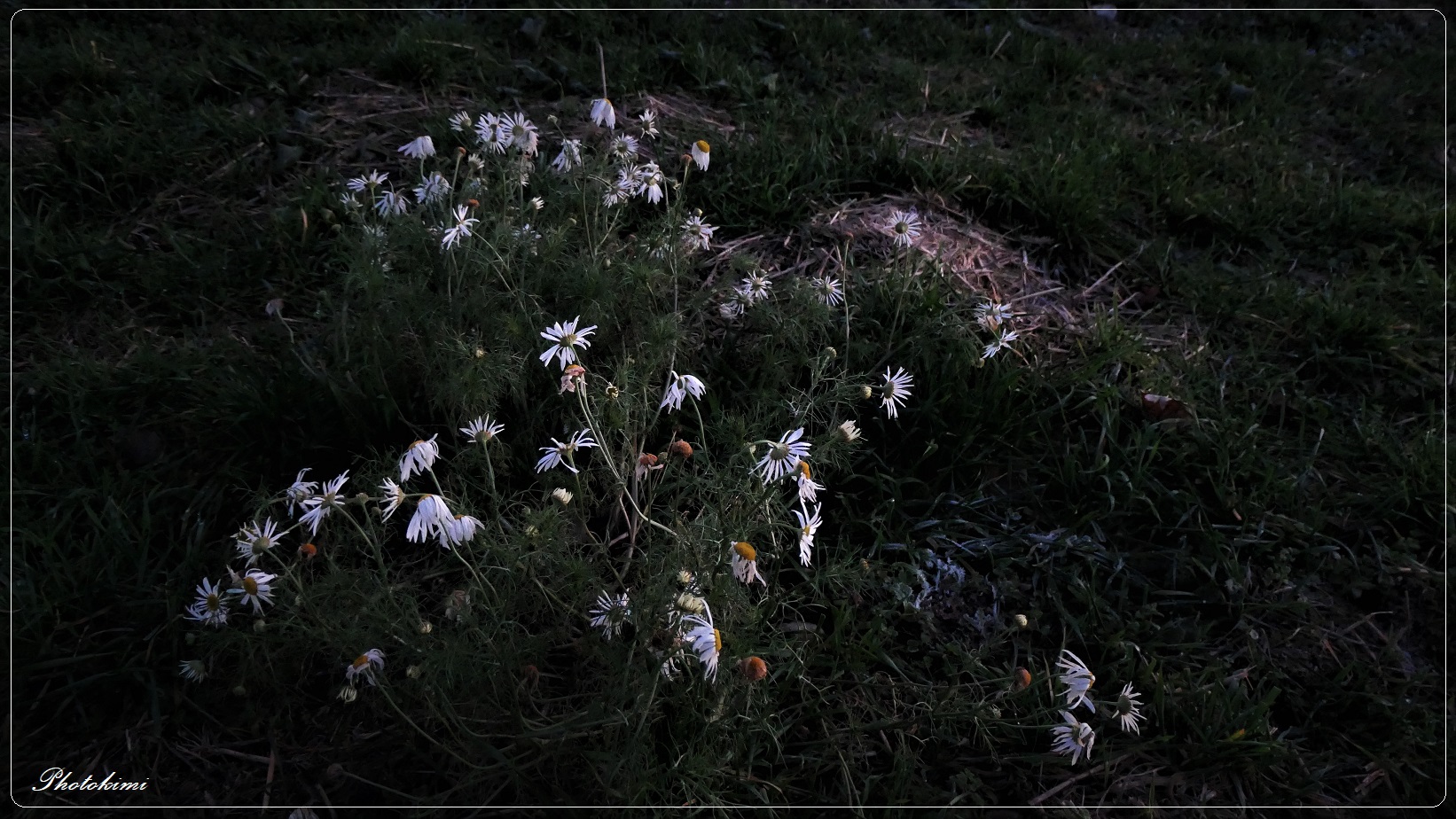 Kamillenblüten 